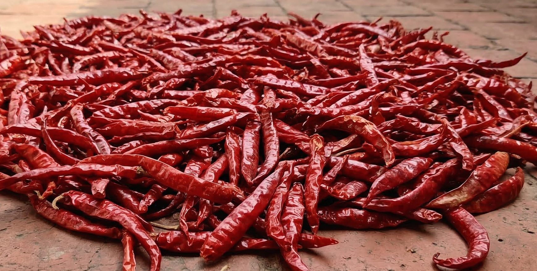 Stemless teja red chillies prepared for export